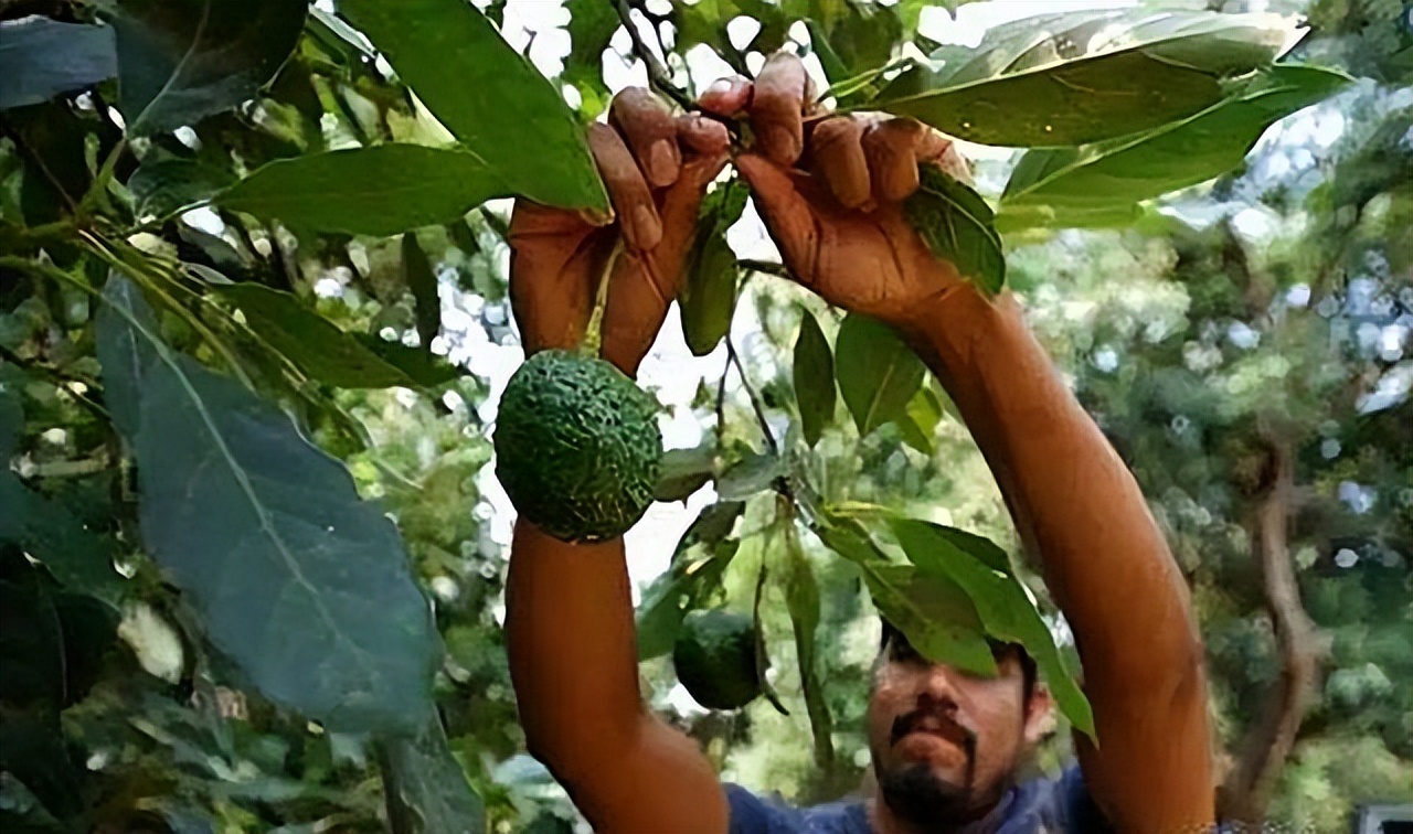 牛油果到底是不是个大骗局,牛油果收益