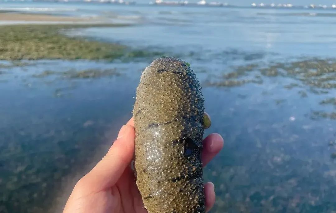 赶海被海胆刺到,赶海被海葵蜇伤