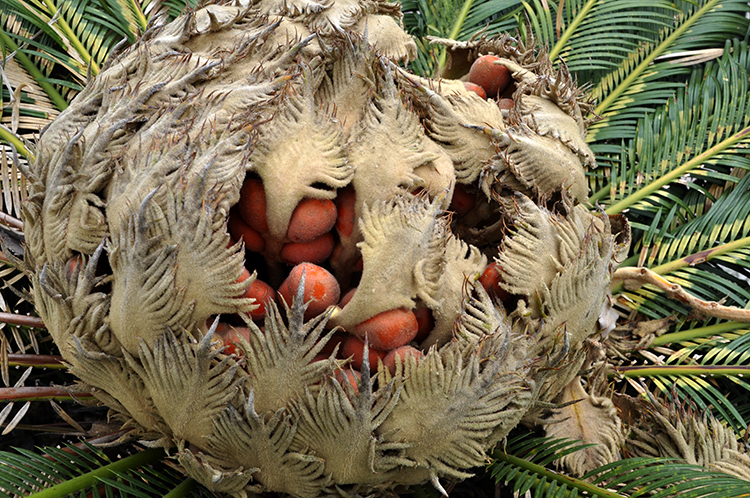 常见有毒花千万别碰,世上有毒的花和植物