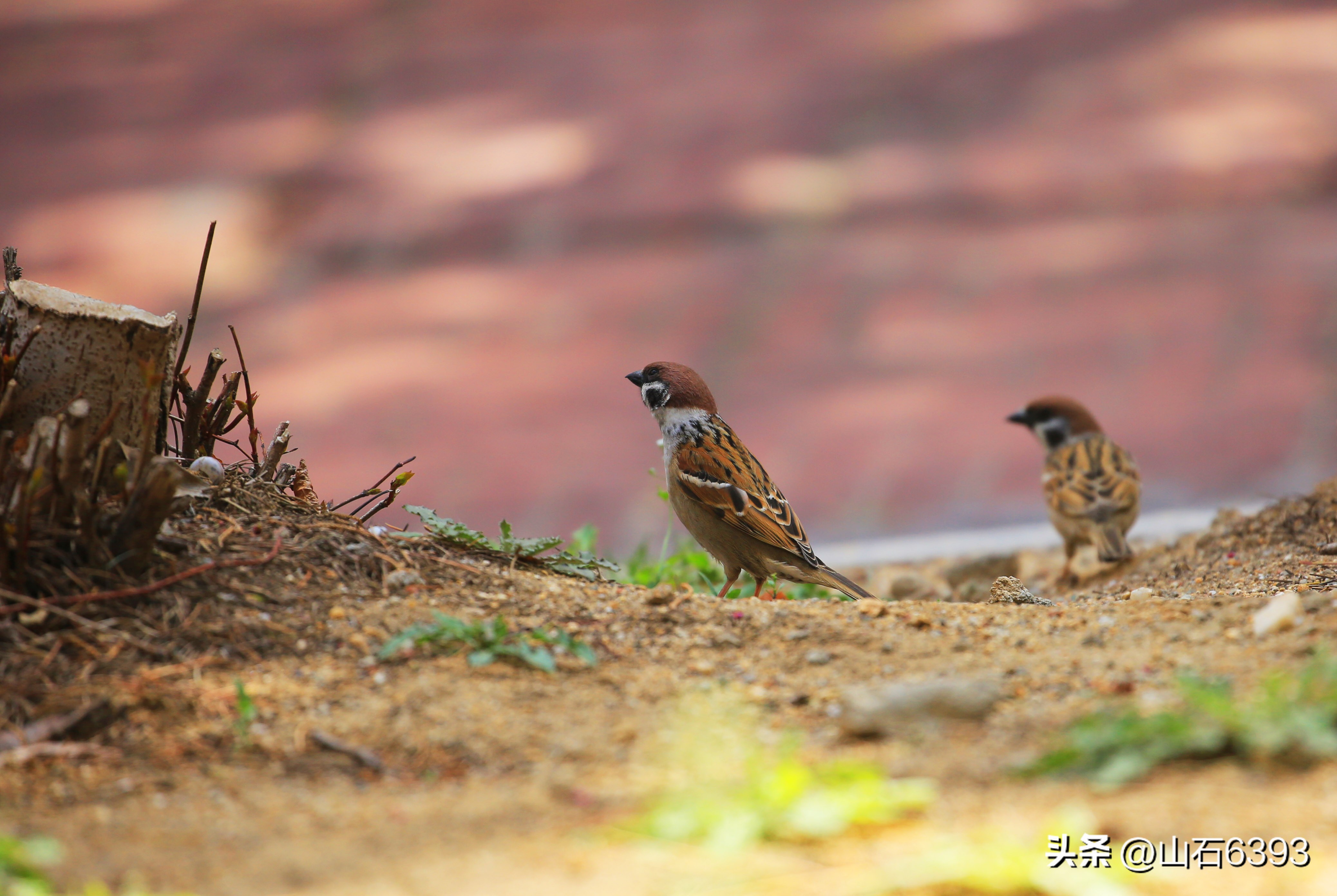 【战友美文】于天松：《麻雀，我爱你》（诗）