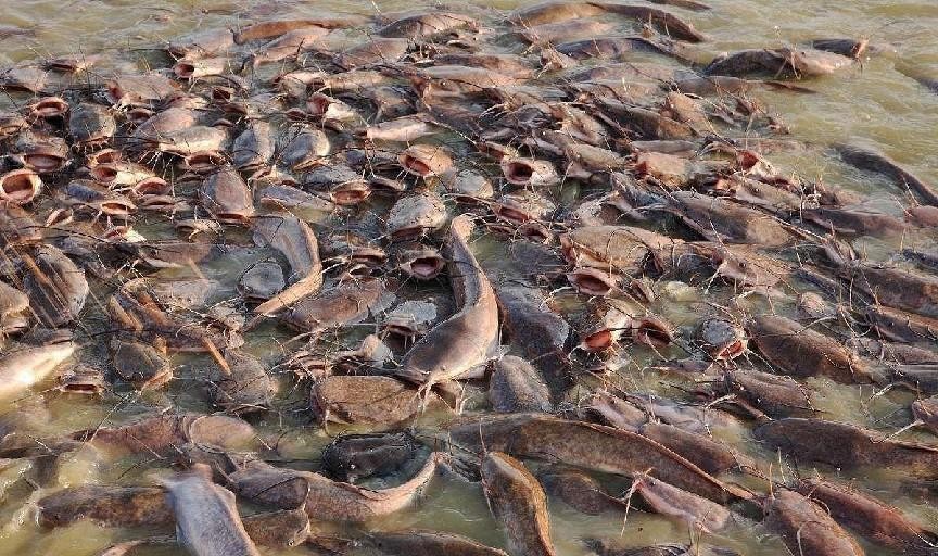 最容易有寄生虫的鱼,公认最脏的4种鱼