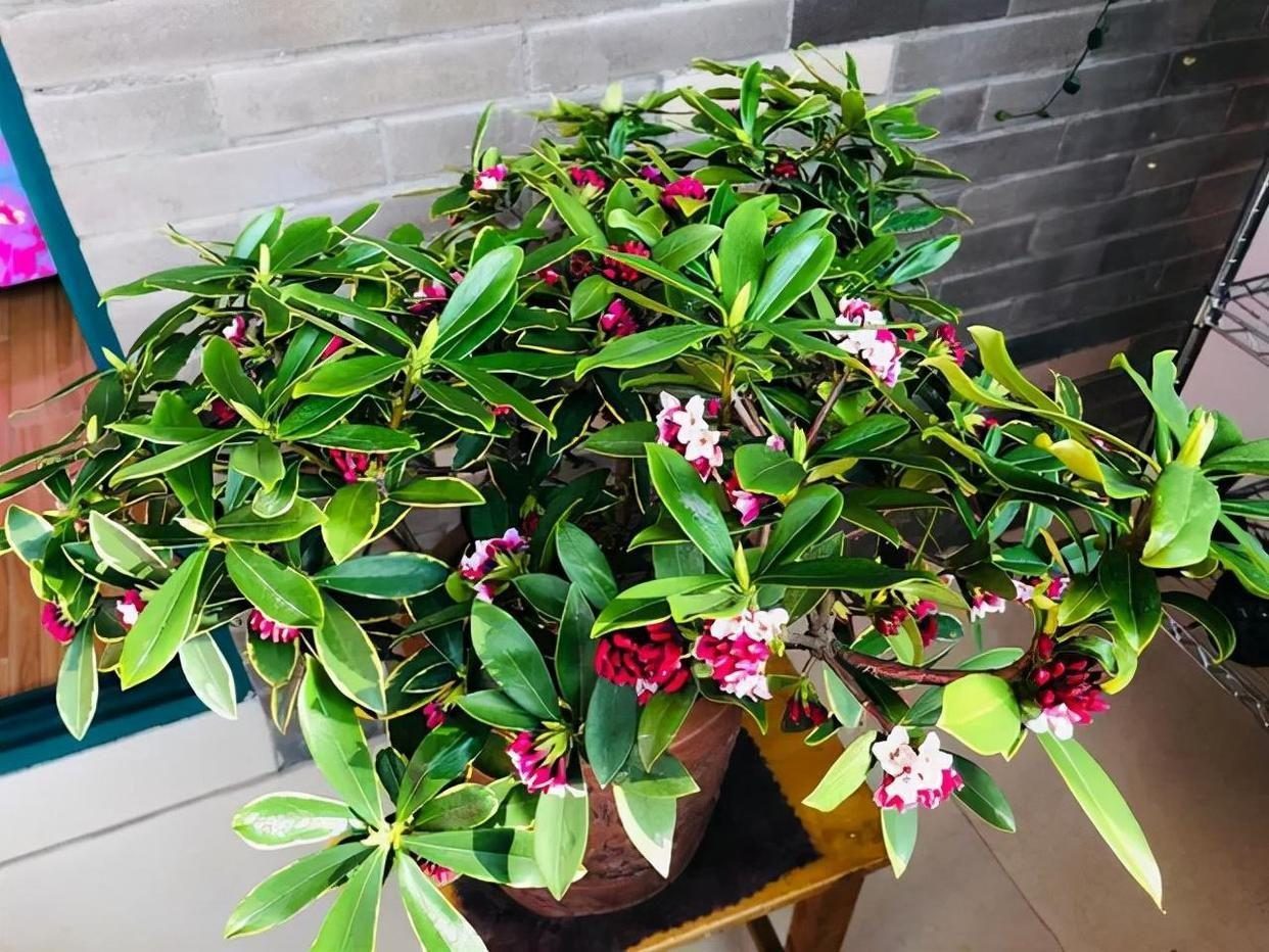 摆在家里最旺的十种花,什么花摆放卧室好养又好看