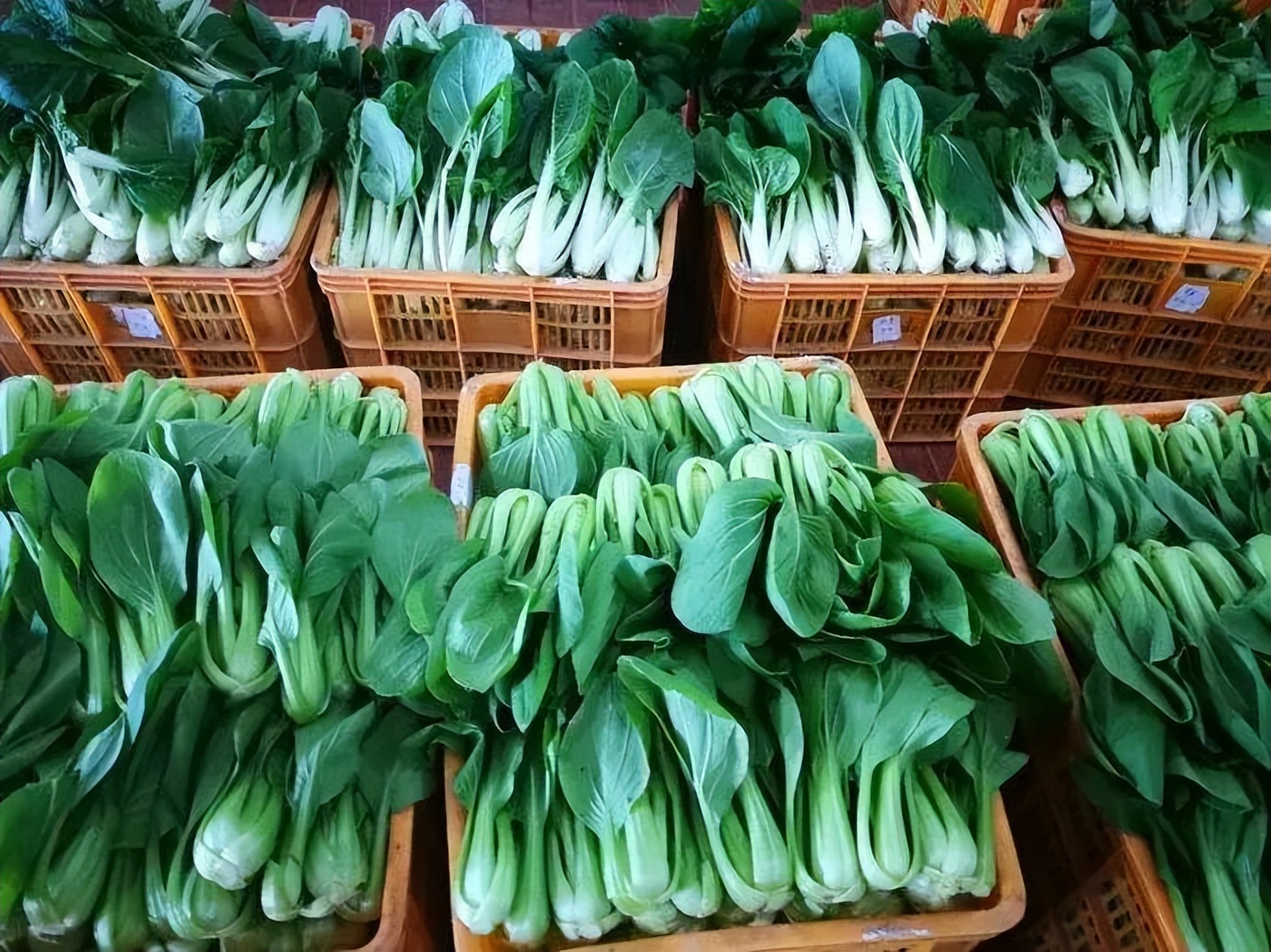 七论赣菜发展,朱虹论赣菜