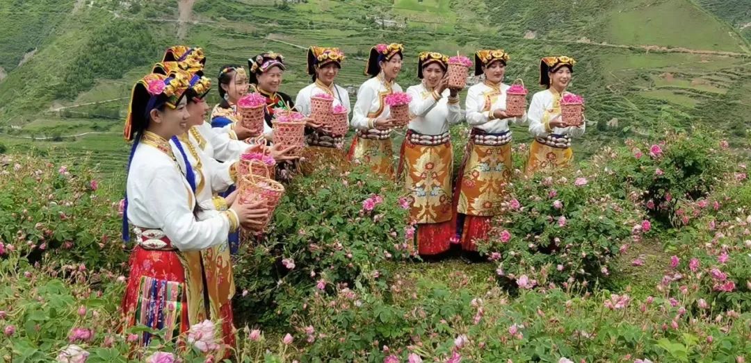 芒种行记丨四川小金县：奔赴一场玫瑰织就的寻香之旅（下）