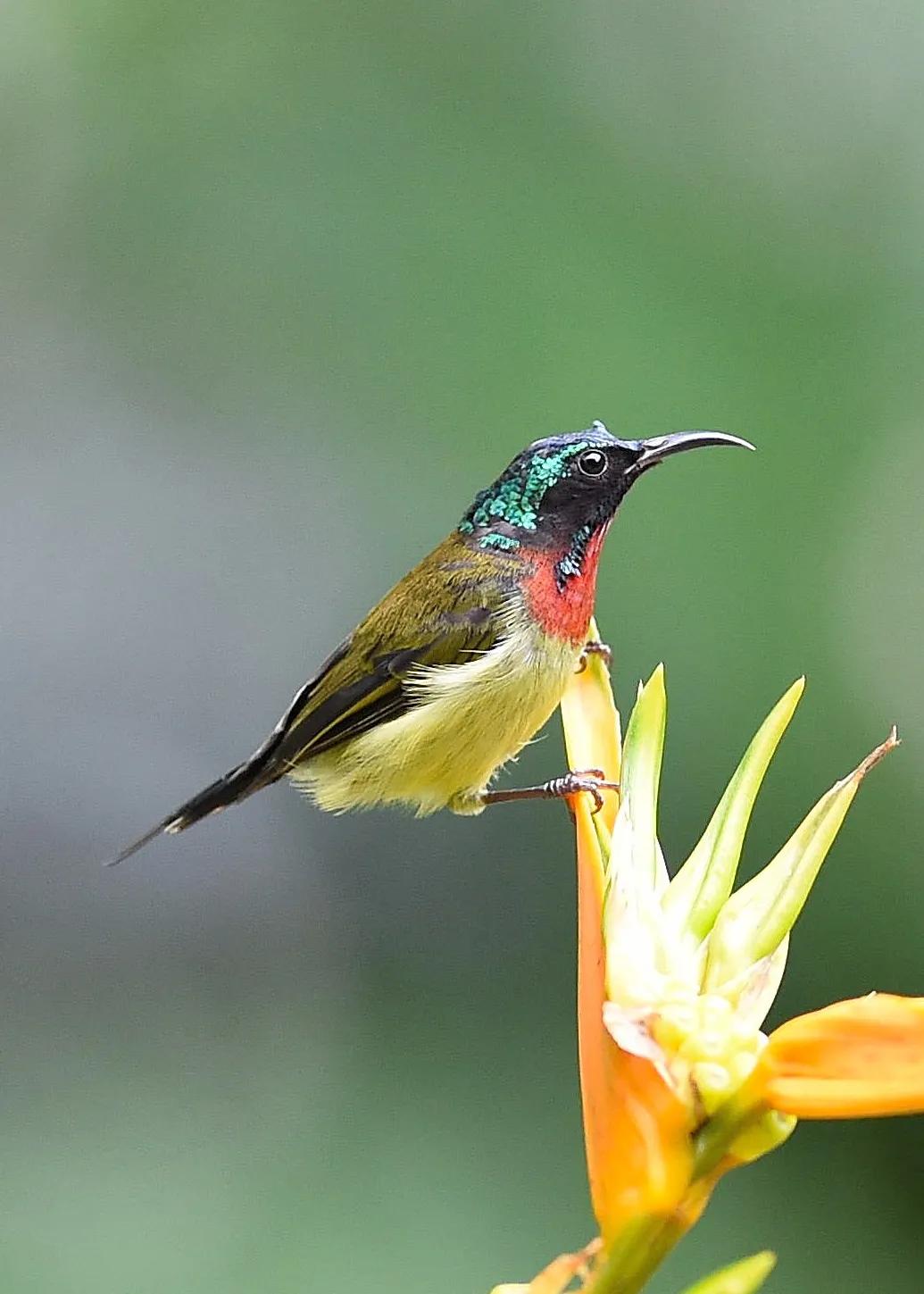 太阳鸟花的图片,太阳鸟精彩图片