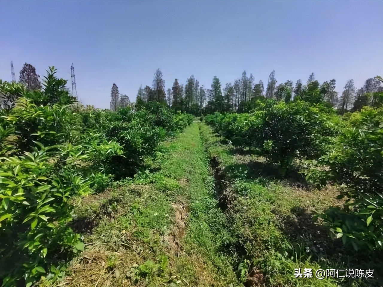 阿仁陈皮,阿仁谈陈皮