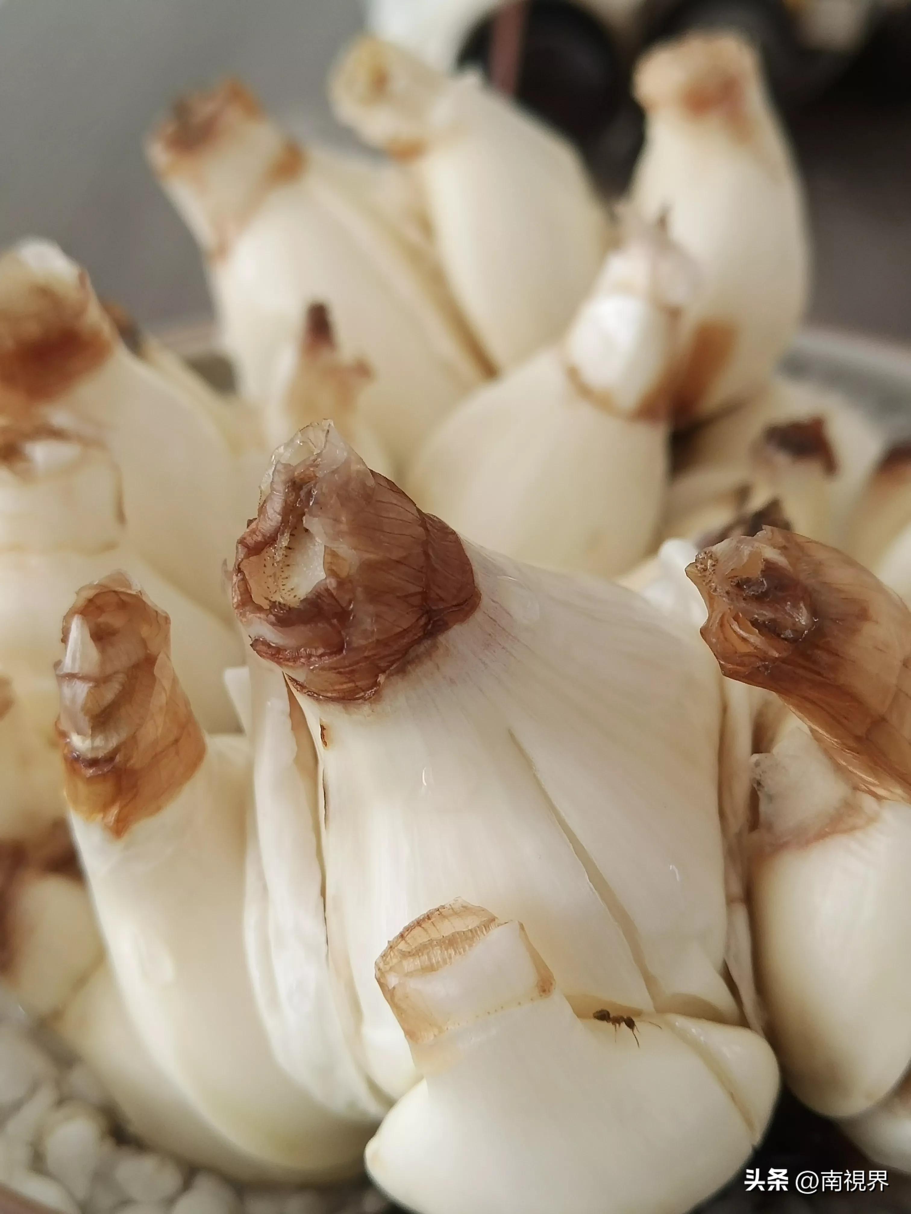 水仙随笔怎么写,水仙随笔绝美