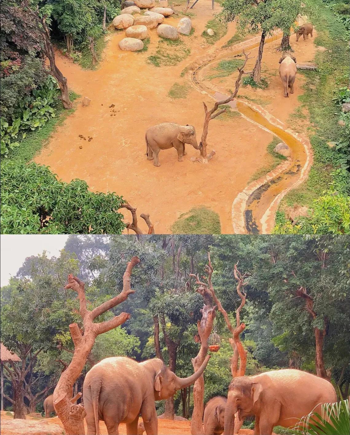 香江野生动物园和长隆野生动物园,广州长隆野生动物园可以开车进吗