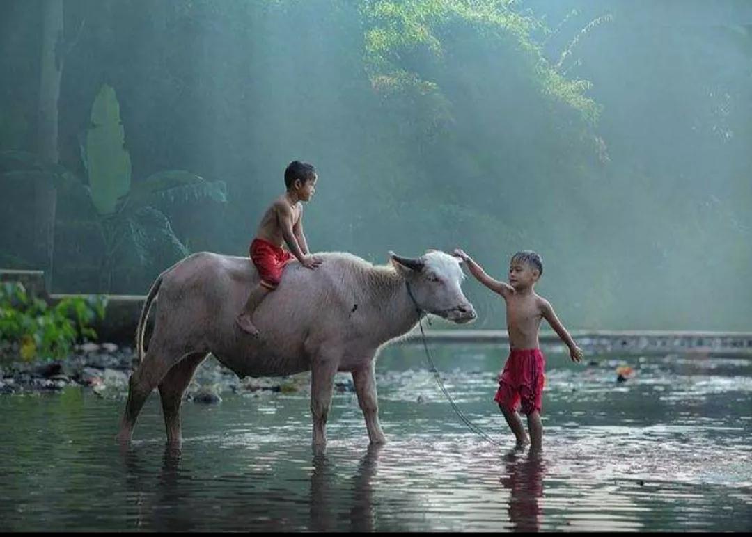 石牛、金马儿，还有奇怪的螃蟹，带你走进老家那些曾经发生的事