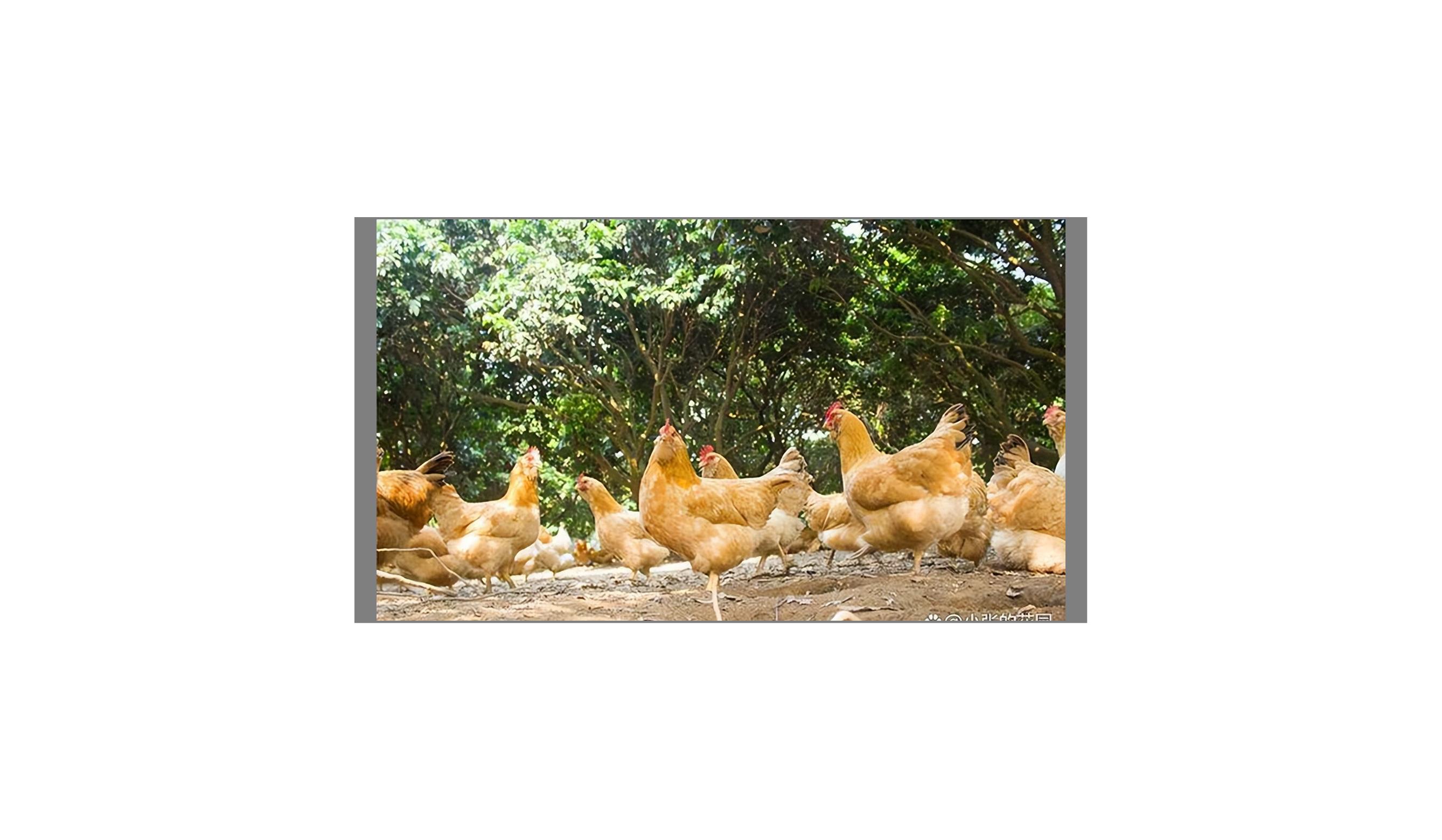 鸡拉稀黄绿色稀粪怎么治,鸡反复拉稀屎什么原因怎么治疗