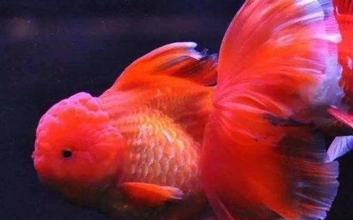 狮子头金鱼烂头炸鳞怎么治疗,狮子头金鱼头朝下怎么回事