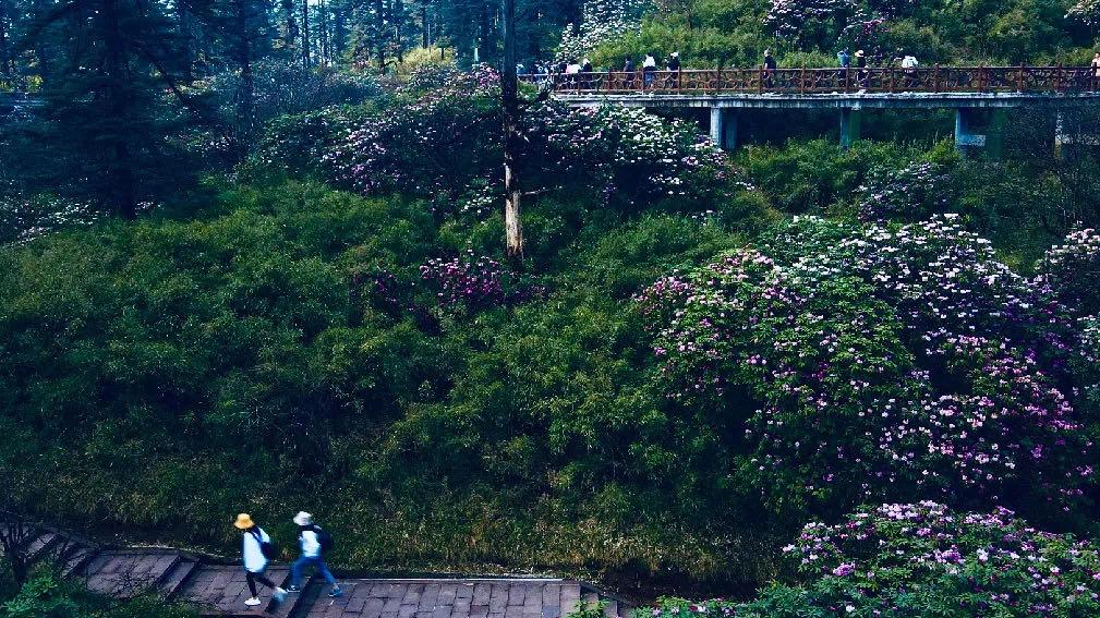 洪雅避暑胜地,洪雅最清凉的地方