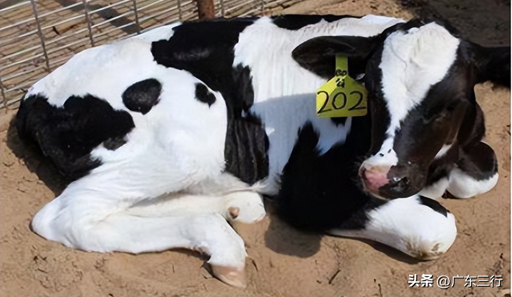 奶牛生产瘫痪怎么治,奶牛养殖易得什么病