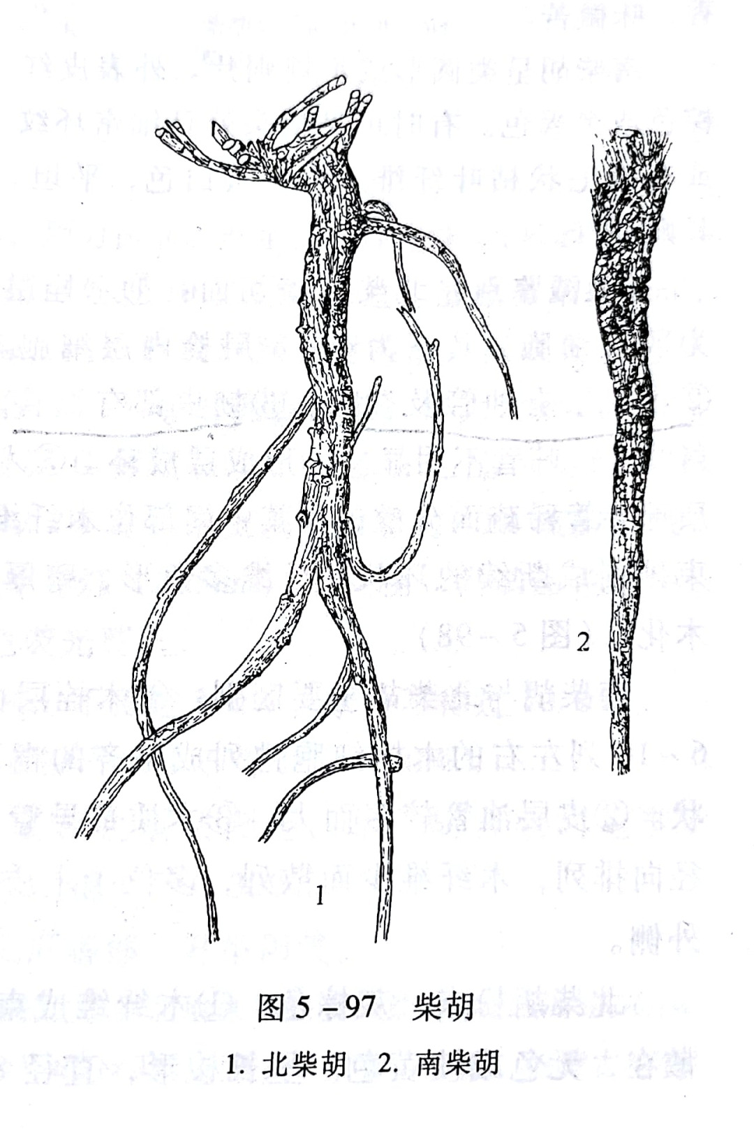 欣擎茹草踏春来·柴胡