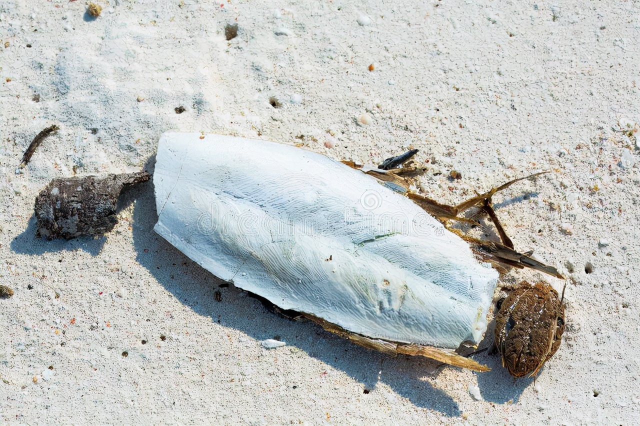 原产地西班牙墨鱼骨进口报关,墨鱼骨进口准入国