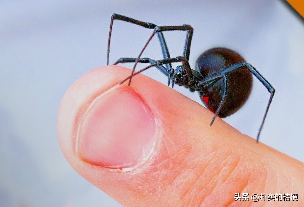 世界上最危害的昆虫,世界上有什么有毒的昆虫