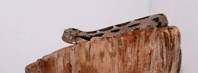 「原来欧洲有这么多种蛇？！」偷师卡塞尔的豢龙大师·下