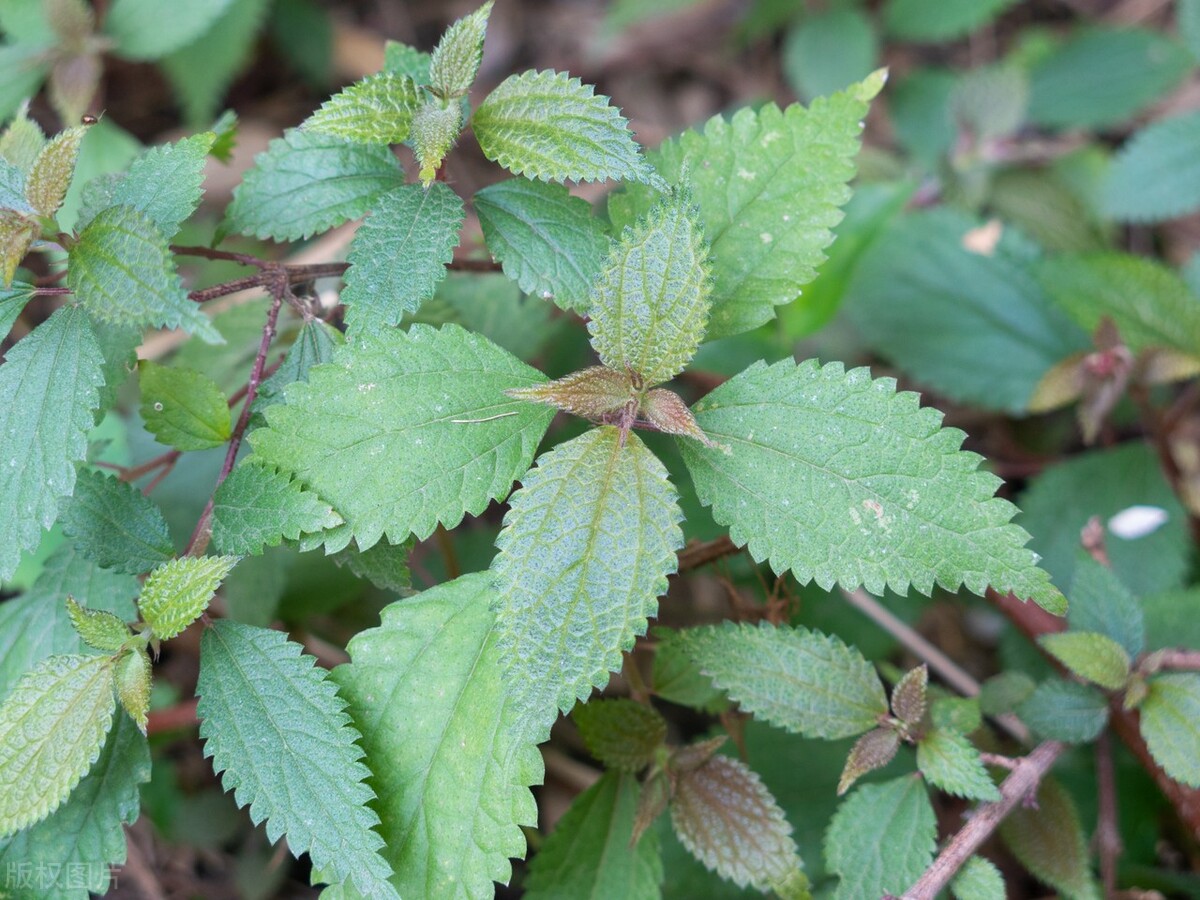 哪些草可以做青团又简单,哪些野菜可以做青团