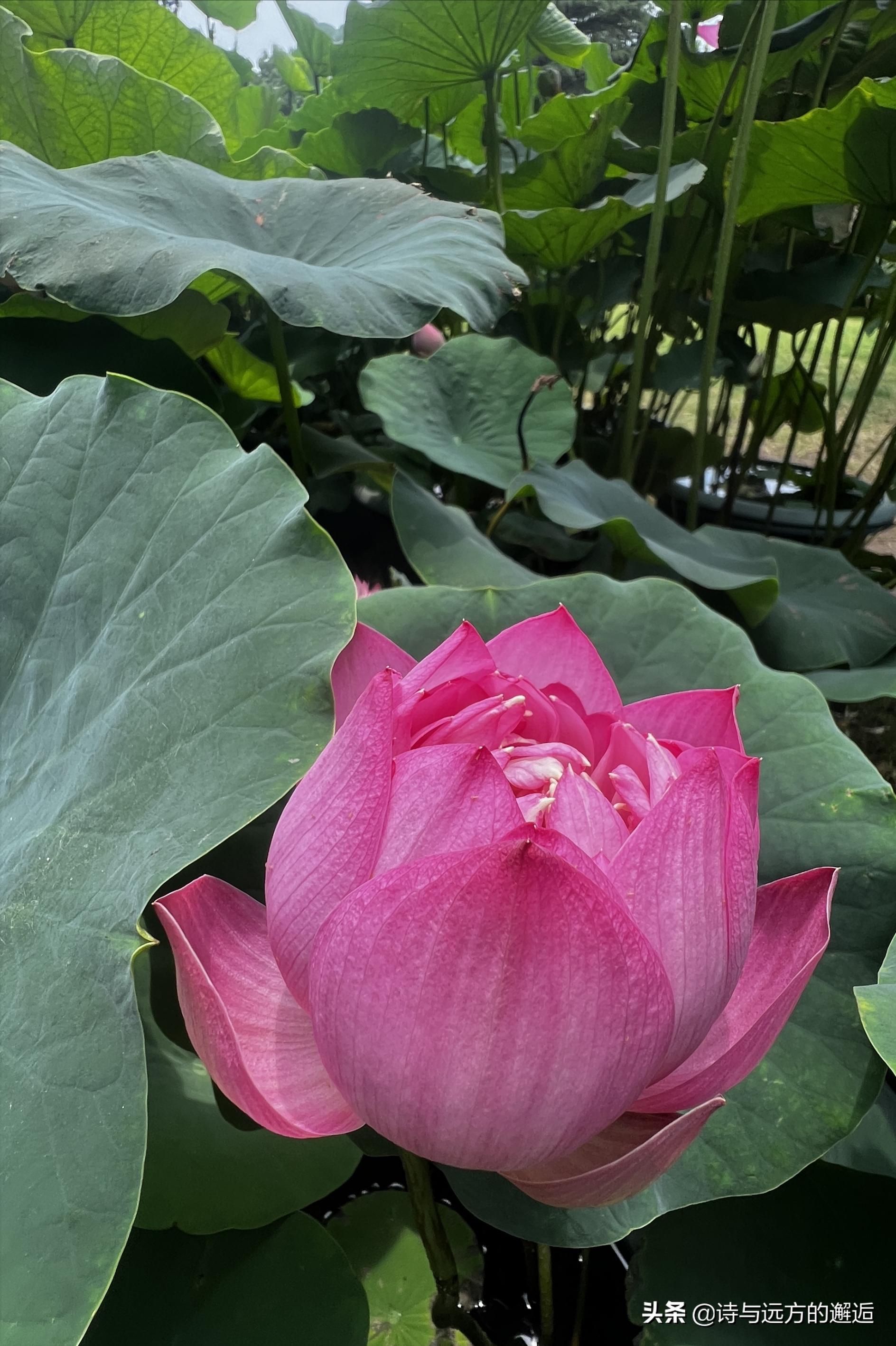 走走看看：接天莲叶无穷碧，映日荷花别样红——古漪园赏荷