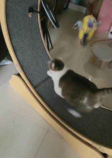 16个变态又实用的养猫妙招必看,养猫必看的100个技巧