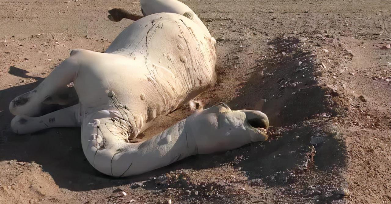 骆驼免疫球蛋白,骆驼的免疫方法