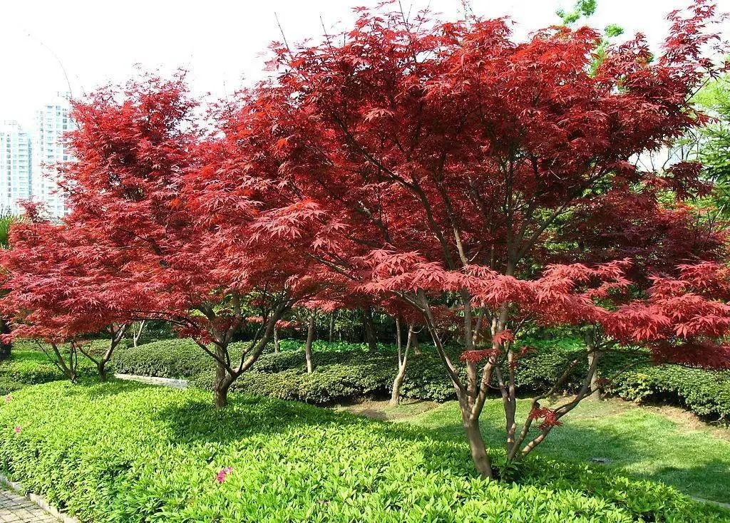 开花植物大全100种,实用分享30款小型开花树种介绍