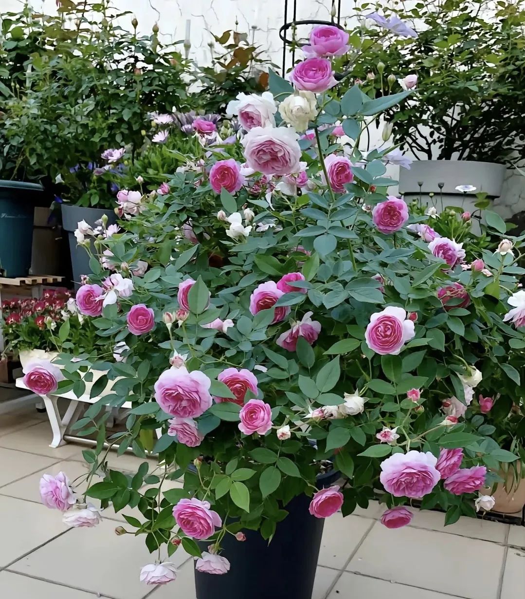 种花要知道五种水浇啥花都旺,老花农养殖技术