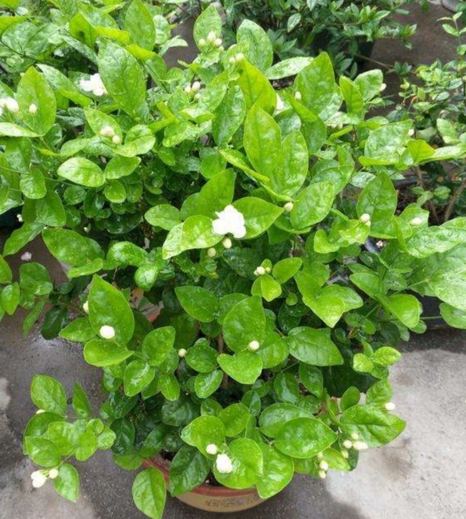 怎么养茉莉花开花多,茉莉花如何养开花不断