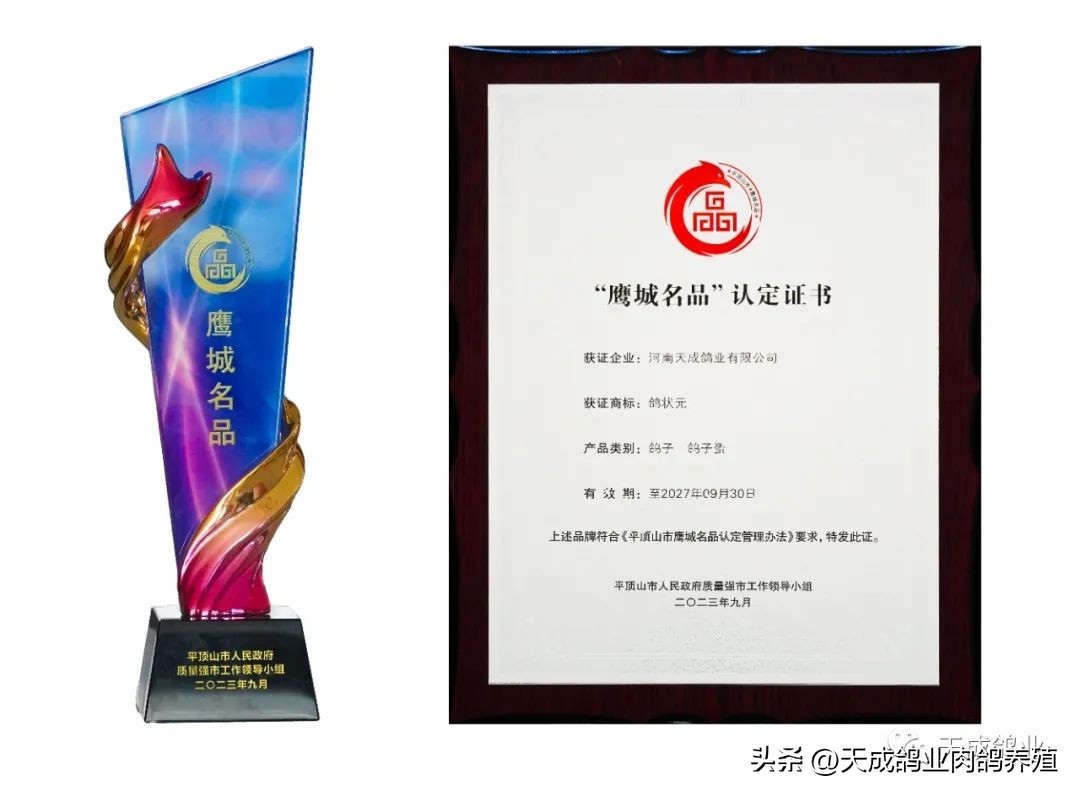 天成鸽业的现状,天成鸽业信鸽