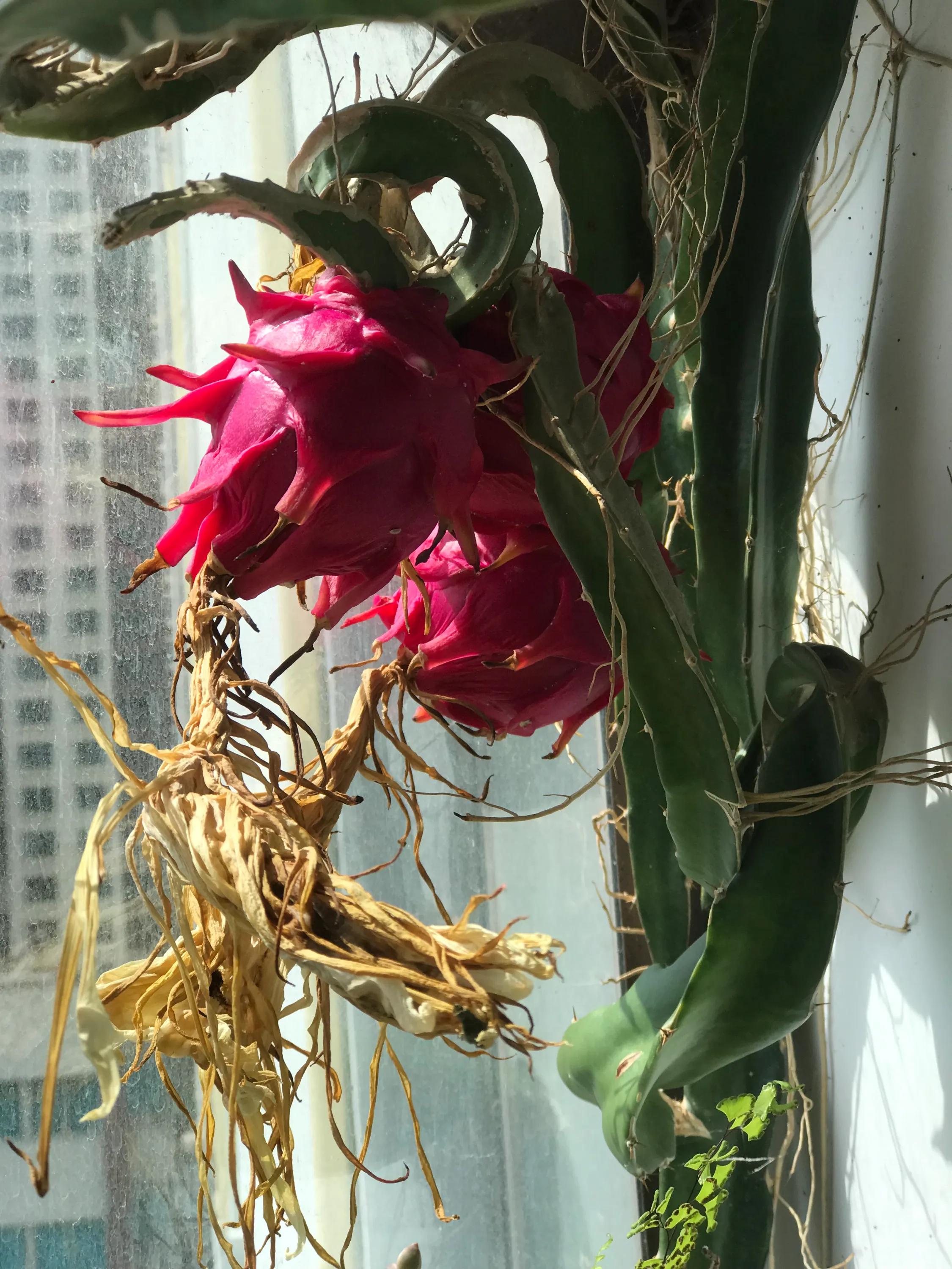 阳台火龙果怎样长出果来,阳台种火龙果的方法