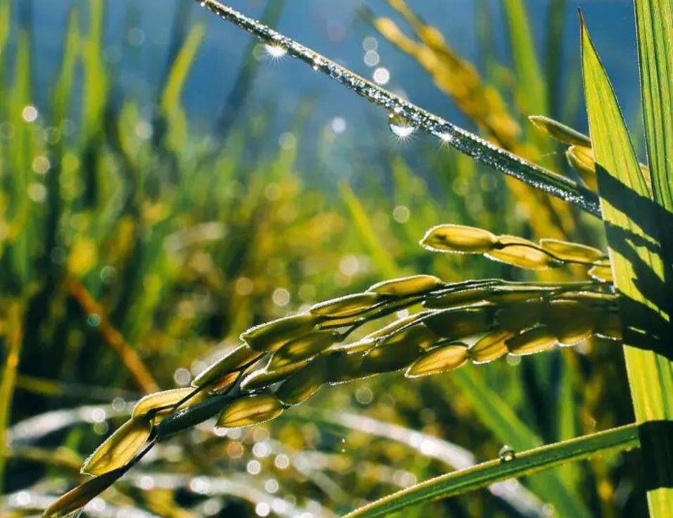 芒种基本功,芒种要知道的养生知识是什么