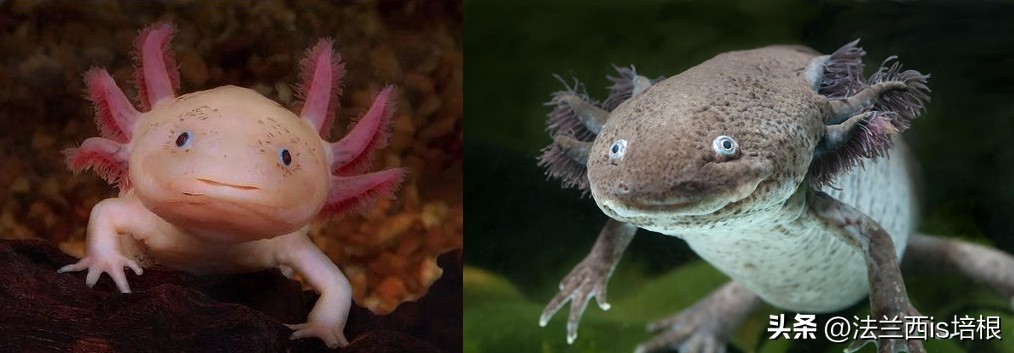 广州海关截获“六角恐龙”，花鸟市场50元6条，难道是濒危物种？