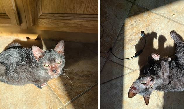 狼人猫长啥样,狼人猫长什么样子