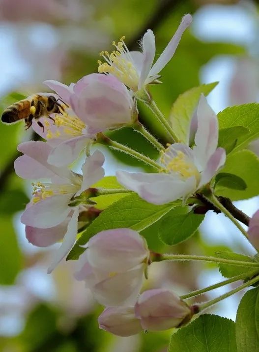又见花开都江堰完整版,又见花开都江堰