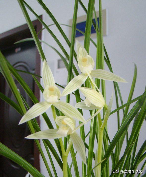 兰花界的“无冕之王”，曾价值连城，如今成普草，爱兰人必备