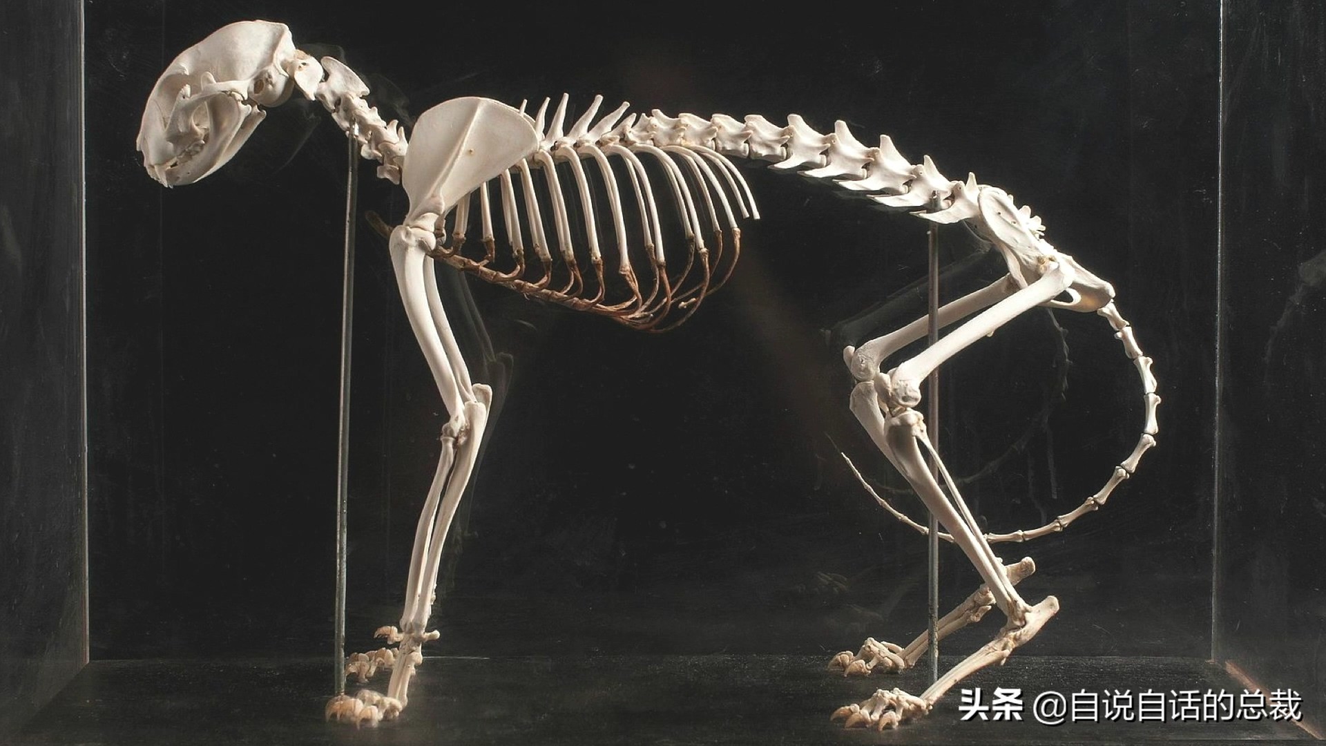 液体猫是真的吗,为什么都说猫咪是液体猫