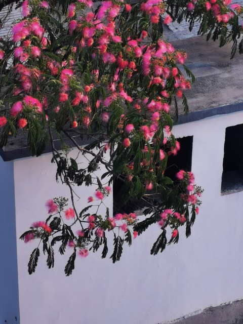 *欢合**蠲忿，赏*欢合**花古诗词