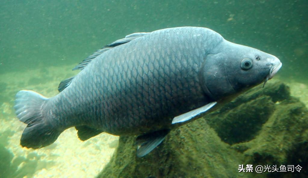 钓鲤鱼用哪种品牌窝料比较好,河里钓鲤鱼草鱼窝料配方制作方法