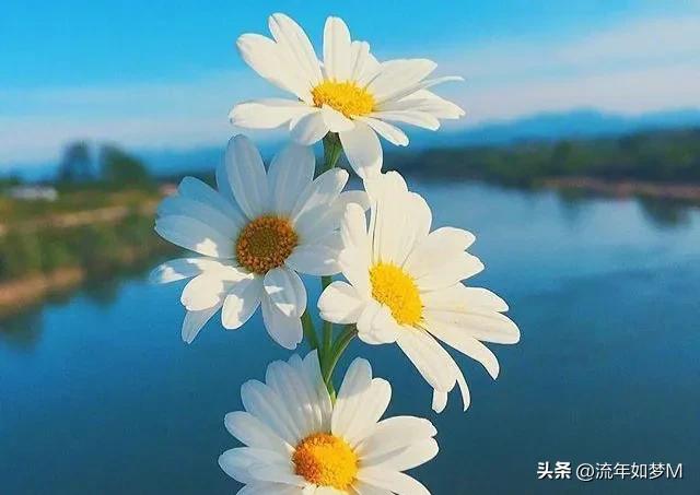 “桐歌一曲”带给我的喜欢和感动