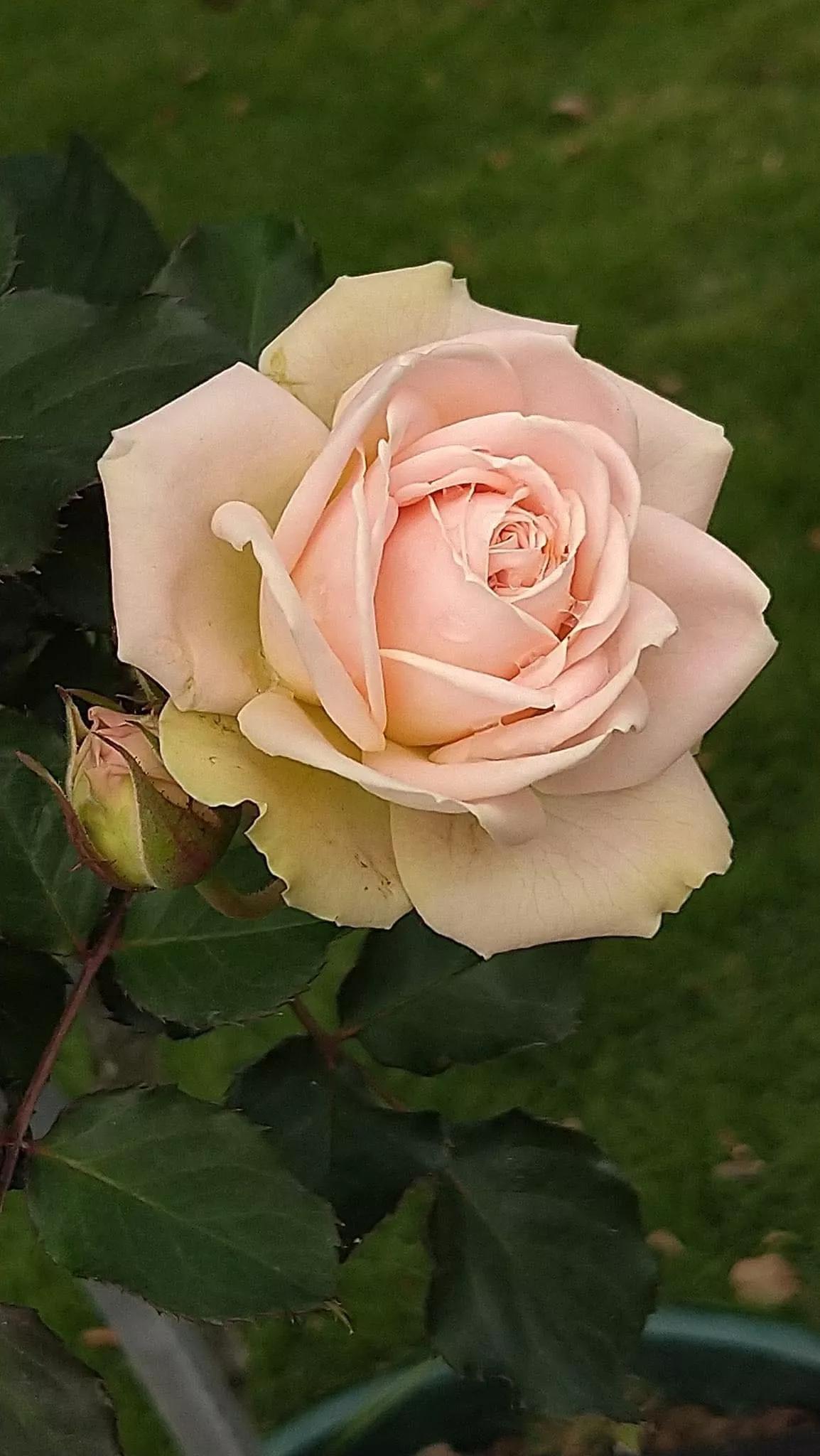 月季品种醉花,月季品种大全及图片欣赏