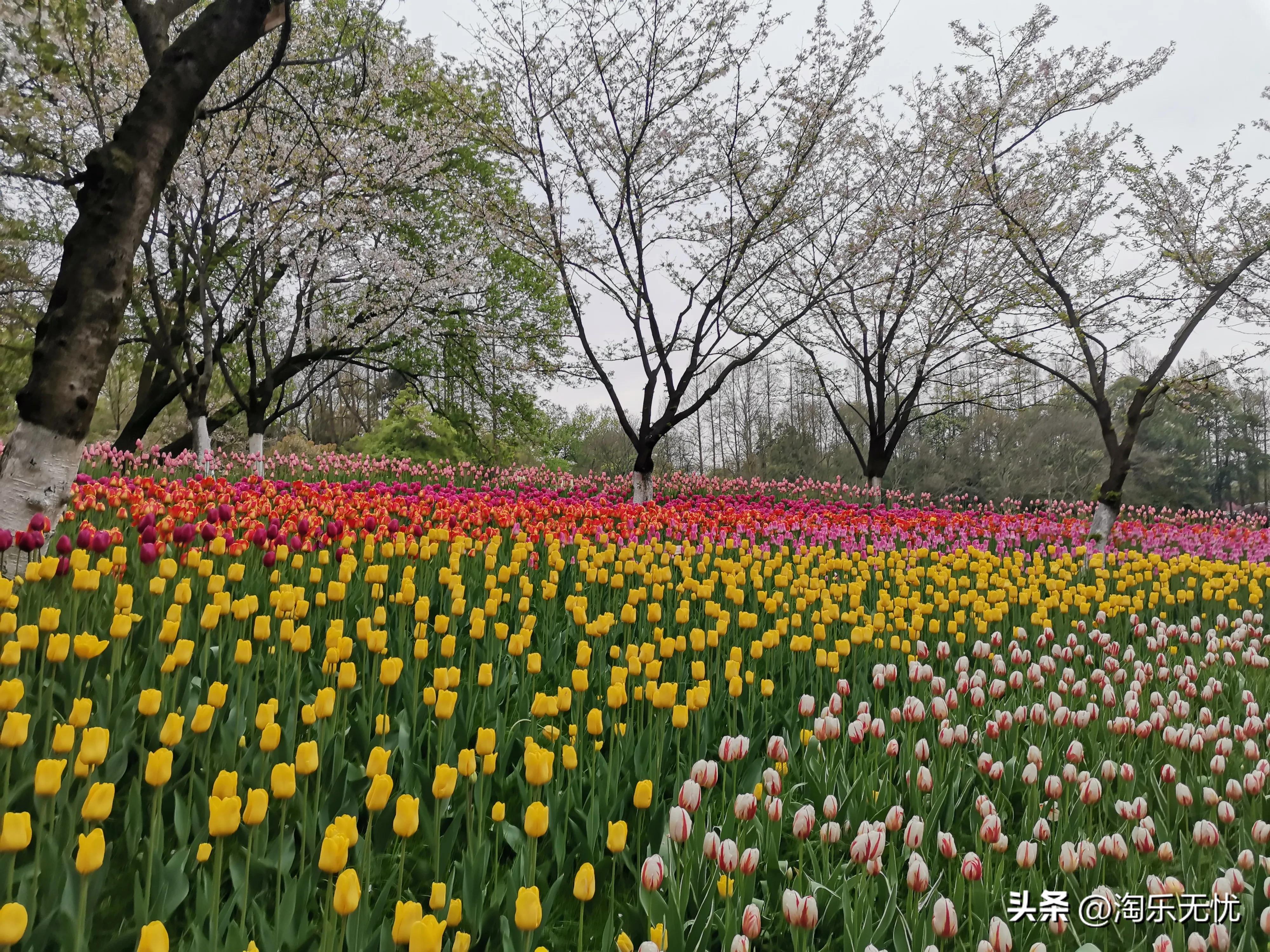 来杭州不要错过紧邻雷峰塔和苏堤的太子湾公园花展！#赏花地图