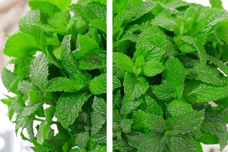 薄荷盆栽怎么养护才能更旺盛,夏季盆栽推荐薄荷
