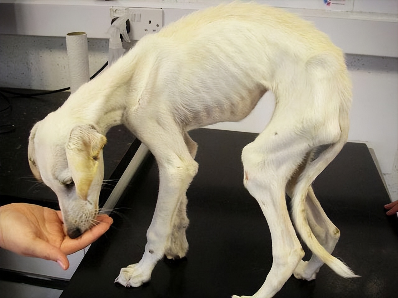 狗狗偏瘦吃什么药好得快,狗狗增肥吃什么食物