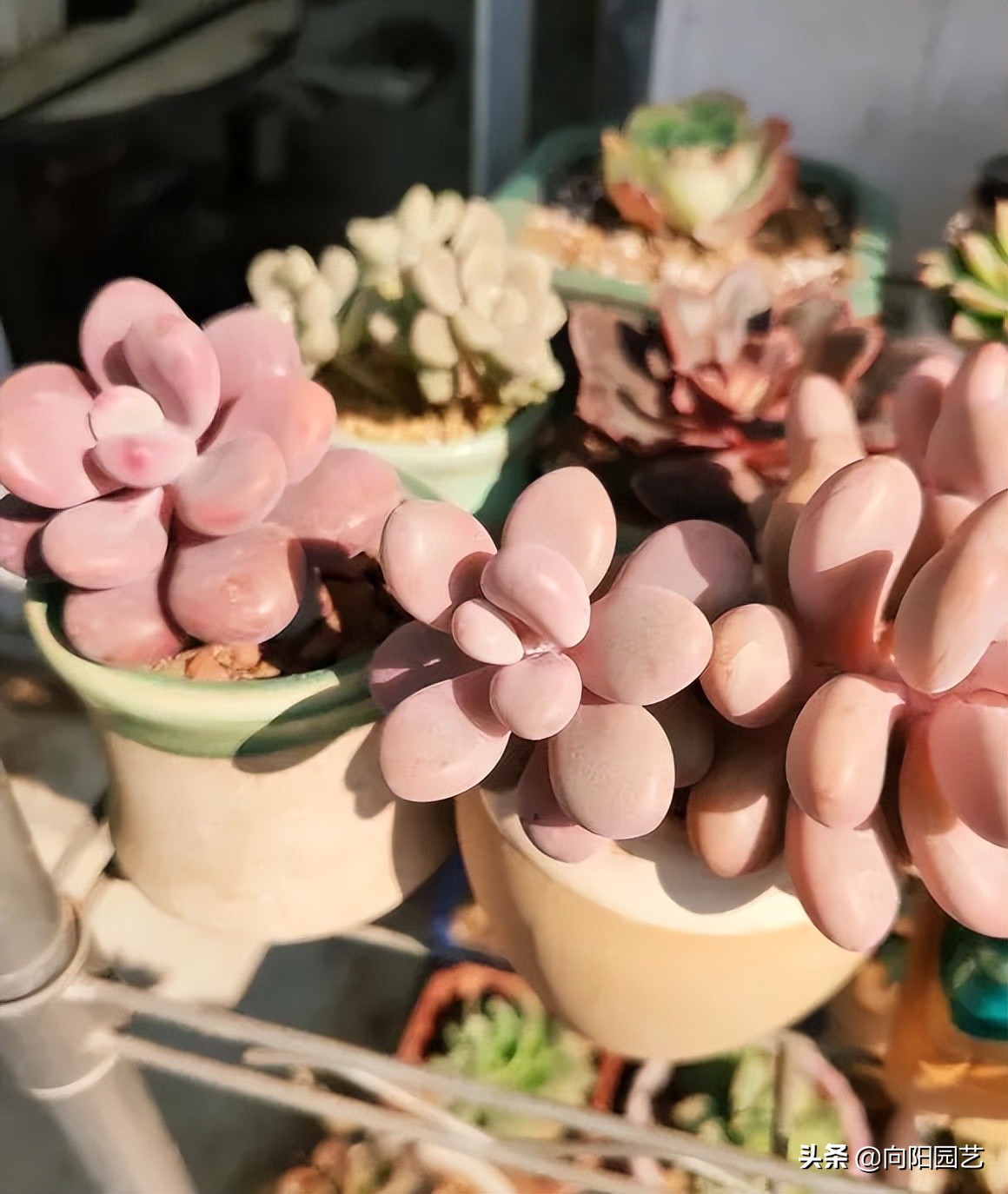 网上买的多肉，为啥养不活？多肉质量有问题，养护技术不足