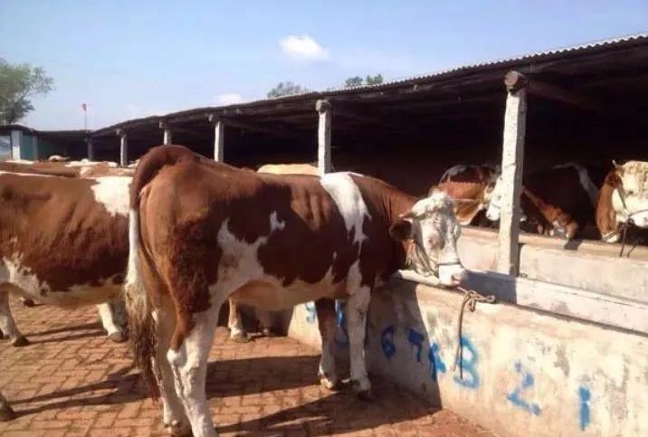 今日河南西门塔尔牛行情,西门塔尔牛价最新行情