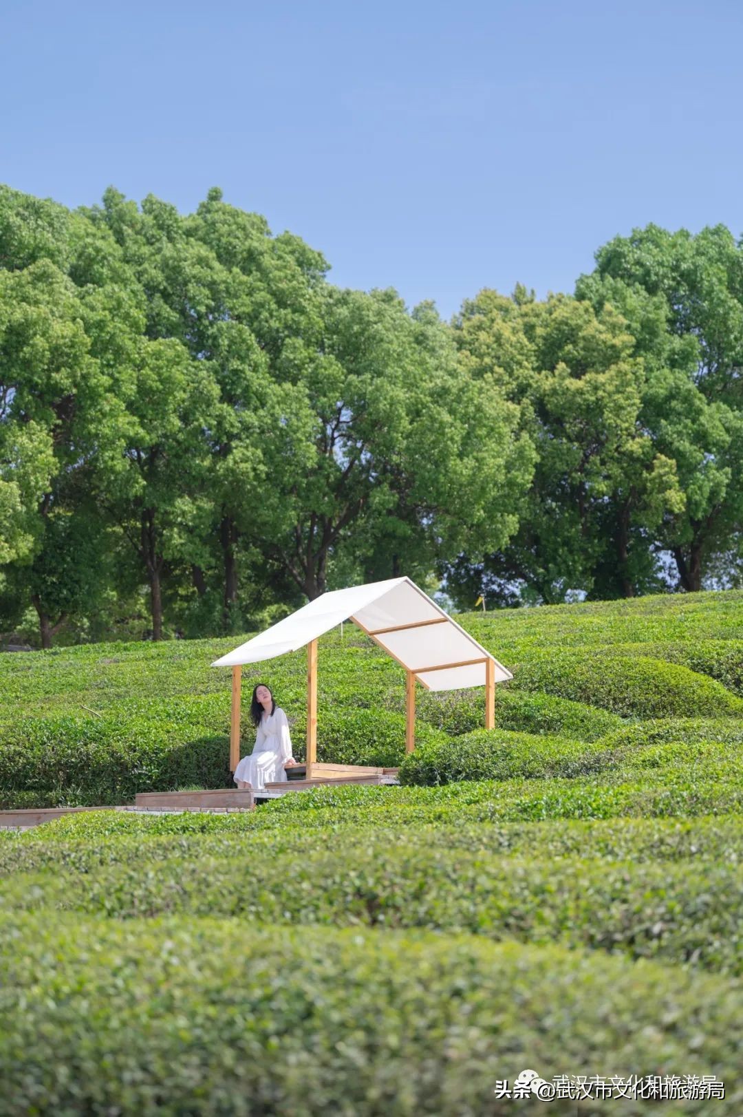 万亩野生古茶园,武汉野生森林