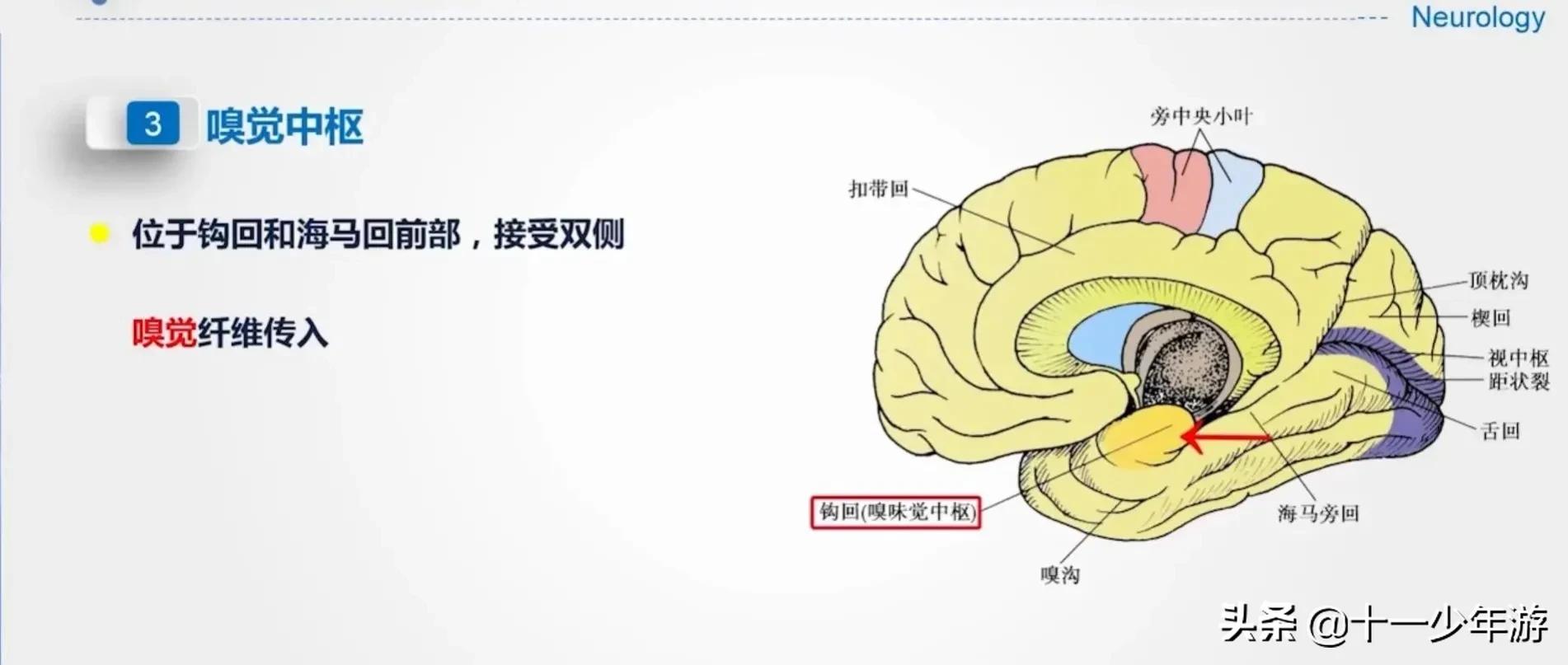 大脑的结构解剖示意图,大脑镰下疝解剖结构