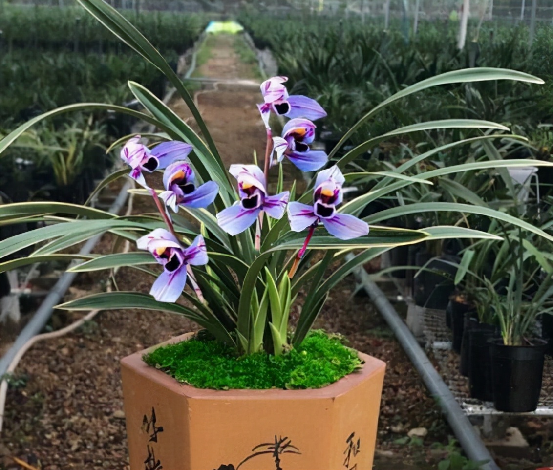 建兰金边紫月荷,建兰紫月荷视频