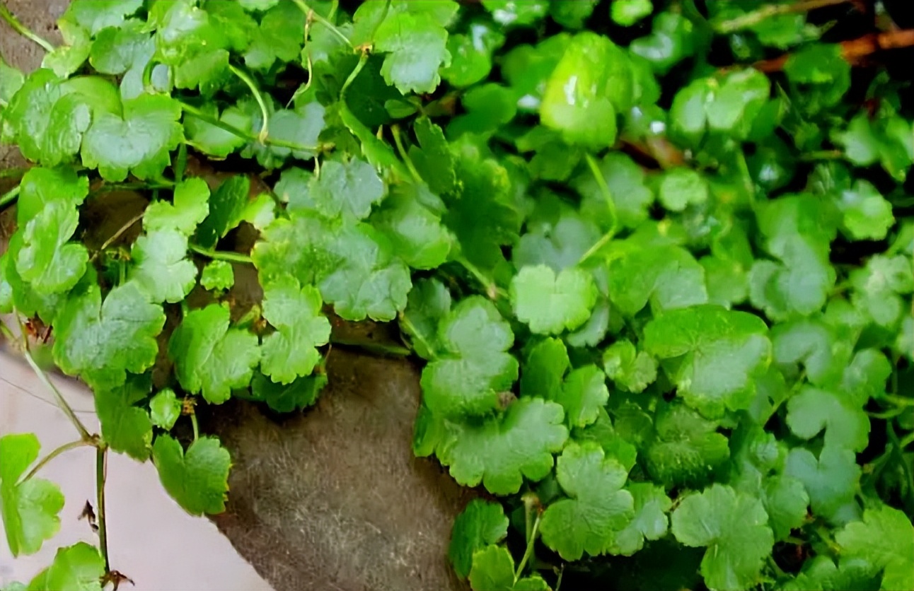 中药天胡荽,天胡荽治疗啥病