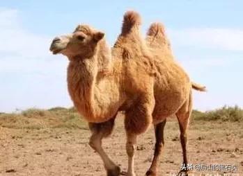 呼和浩特卷烟厂老烟标收藏品赏析之10：骆驼